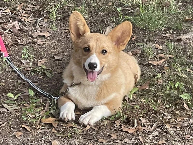 Winston Corgi