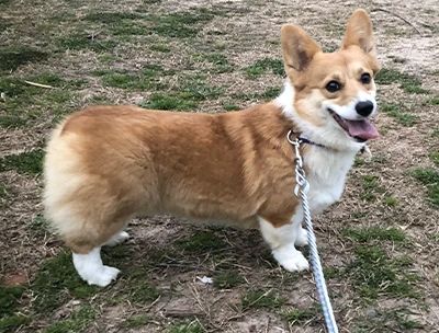 Bonnie