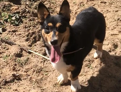 Pebbles